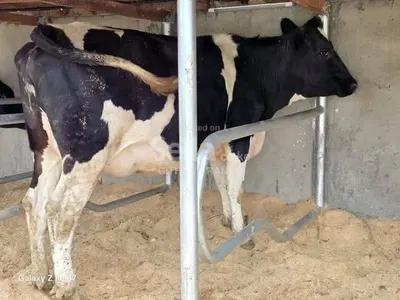 FRESHIAN COW 