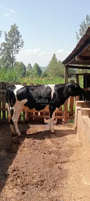  INCALF HEIFER COW