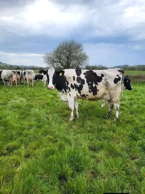 FRESHIAN COW'S 