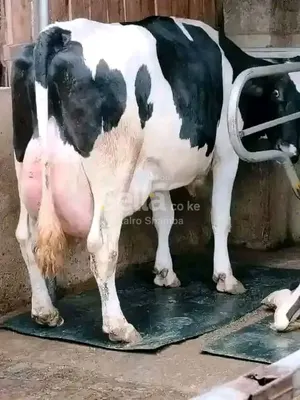 FRESHIAN COWS PRODUCE 30-35Liters per day KSH 78,000/=