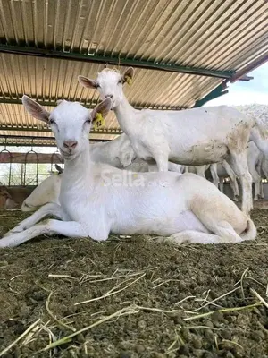 Dairy goats 