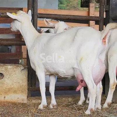 SANNEN DAIRY GOAT