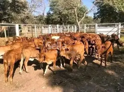 Sahiwals Cow