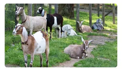 DAIRY GOATS FOR SALE 
