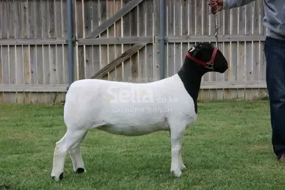 DOPA SHEEP 