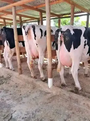 freshian producing 30 litres per day.Price Ksh.68,000/=