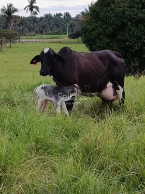 Girolando Breed