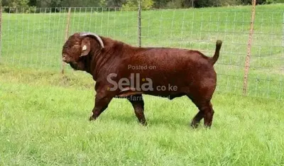 Boer bucks 