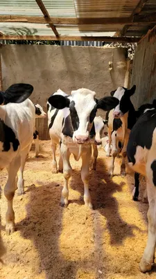 Incalf pedigree available 15000 each. Call&whatsapp 0757782377