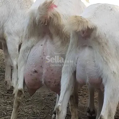 SAANEN  PREGNANT 