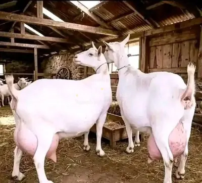 SANNEN DAIRY GOATS 