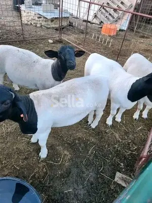 Dorper sheep 