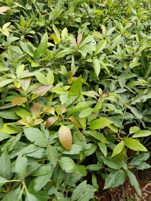 Grafted Hass avocado seedlings 