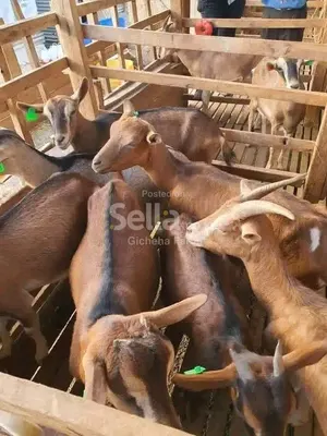 Saanen goat's 