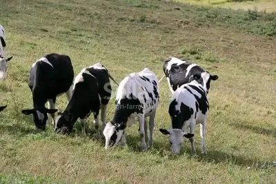 Freshian Holstein 