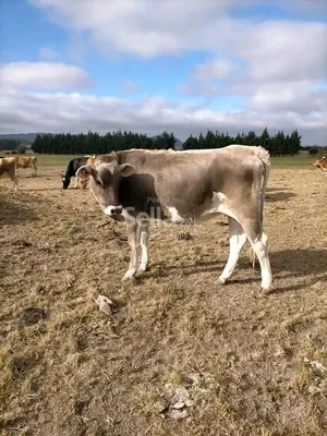 Brown Swiss 