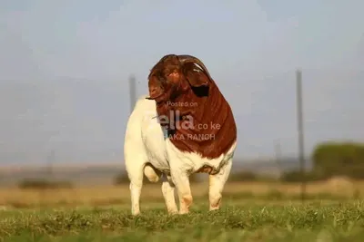 BOER GOAT'S 