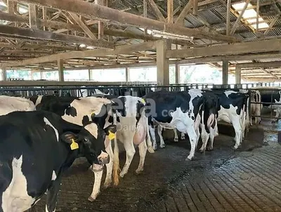 Friesian cow