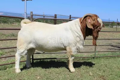 BOER GOATS 