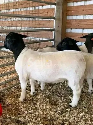 Dorper sheep for sale 0788721960