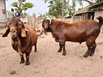 RED KALAHARI GOATS 