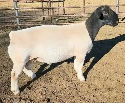 Kalro farm dorper sheep