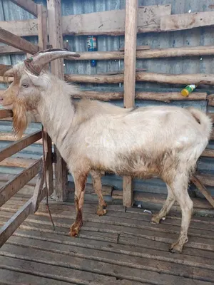 Dairy goats 