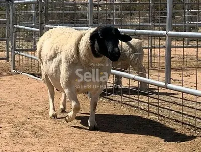 DORPER SHEEP 