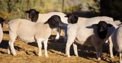 Dorper sheep available
