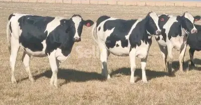 Freshian Holstein heifers 