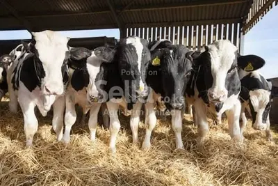 Freshian holstein 