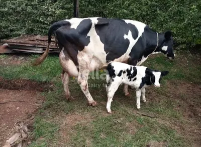 Dairy farming 