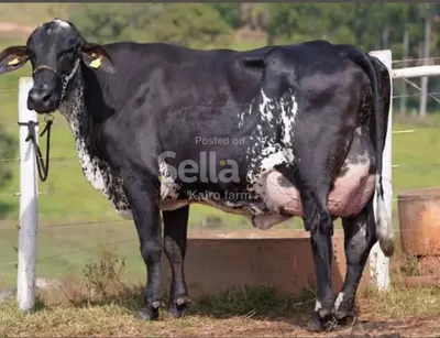 Girolando Dairy Cow