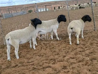 South Africa dorper