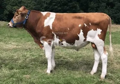 Ayshire Cow