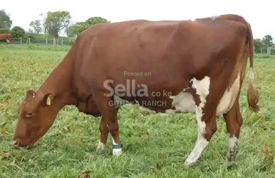 AYSHIRE COW