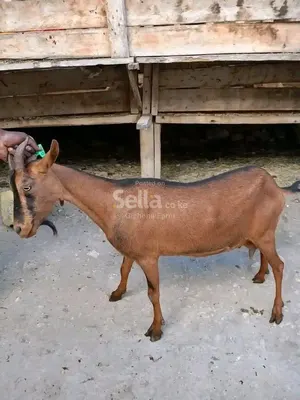 Dairy goats 