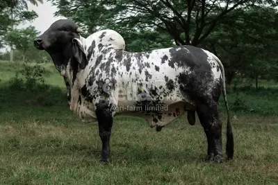 Girolando breeding bulls 