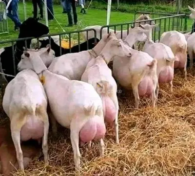 Dairy goat