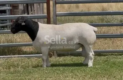 DORPER SHEEPS 