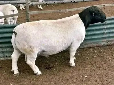 DORPER SHEEPS 