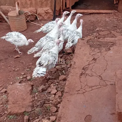 Turkey chicks 