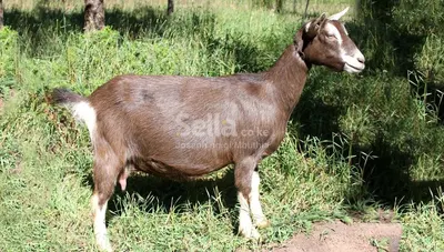 TOGGENBURG 