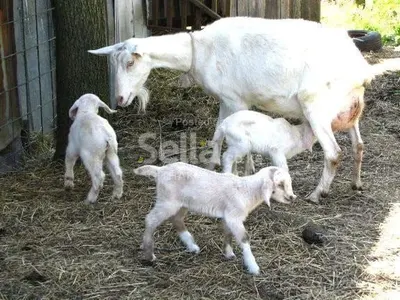 SAANEN DAIRY GOATS 