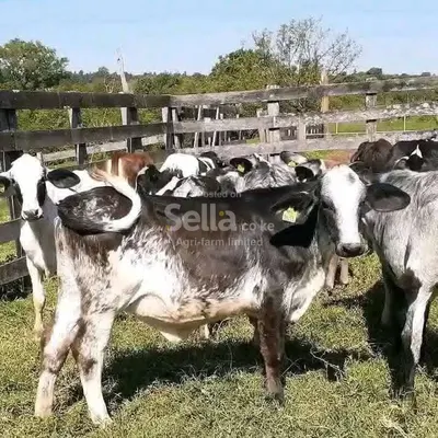 Girolando calves 