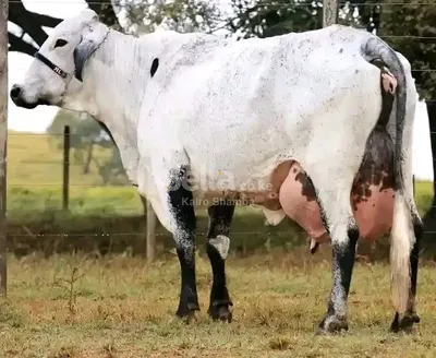 GIROLANDO BREED INCALF KSH 98,000/=
