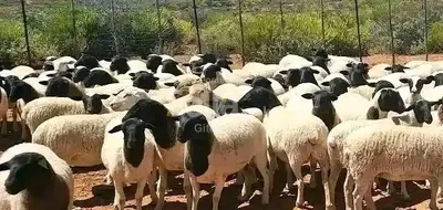 Dorper sheeps