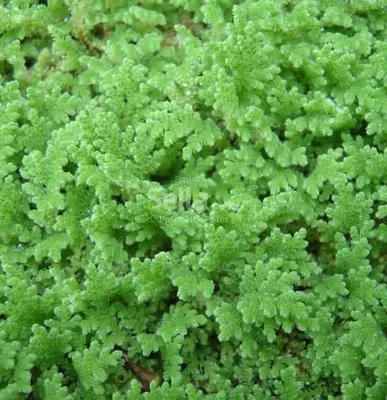 Azolla Seeds