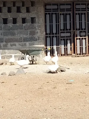 Goose  in nakuru at an affordable price 