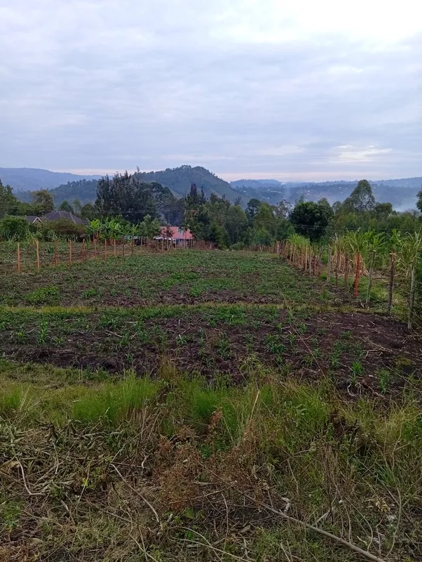 Mnitoe ushago bana. Shamba itaniua😅